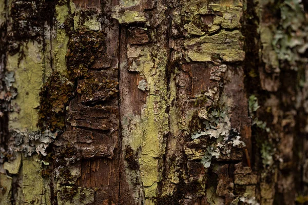 Latar Belakang Tekstur Tutup Pohon Lama — Stok Foto