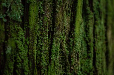 Yosunlu Eski Ağaç Kapalı Arkaplanı.