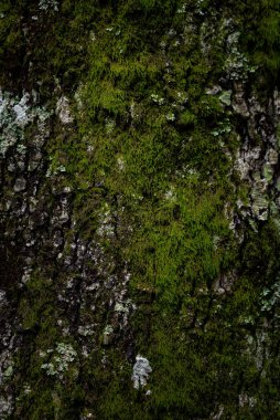 Yosunlu Eski Ağaç Kapalı Arkaplanı.