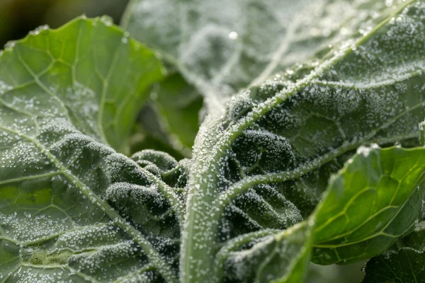 Portekiz, Braga 'da dondurucu bir kış sabahı sırasında organik yeşil lahana.