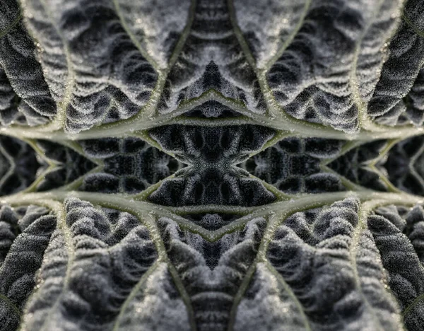 Organische Groene Kool Kaleidoscoop Abstract Achtergrond Tijdens Een Ijskoude Winterochtend — Stockfoto