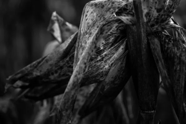 暗いフィールド ブラガ ポルトガルのコーンコーブからのウィッチクラフトの顔 クローズアップ色合い — ストック写真