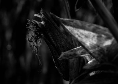 Büyücülük, Portekiz, Braga 'da karanlık bir tarlada mısır koçanı yakın plan gölgeleri..