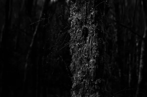 Witchcraft Face Κοντινές Αποχρώσεις Από Σκοτεινό Δάσος Μπράγκα Πορτογαλία — Φωτογραφία Αρχείου