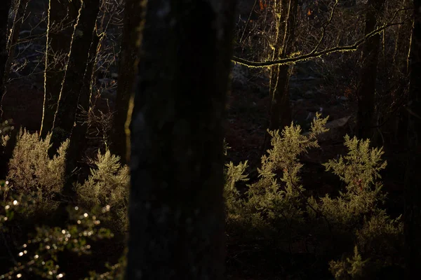 Reggeli Fény Sötét Erdőben Télen Cabeceiras Basto Braga Portugália — Stock Fotó
