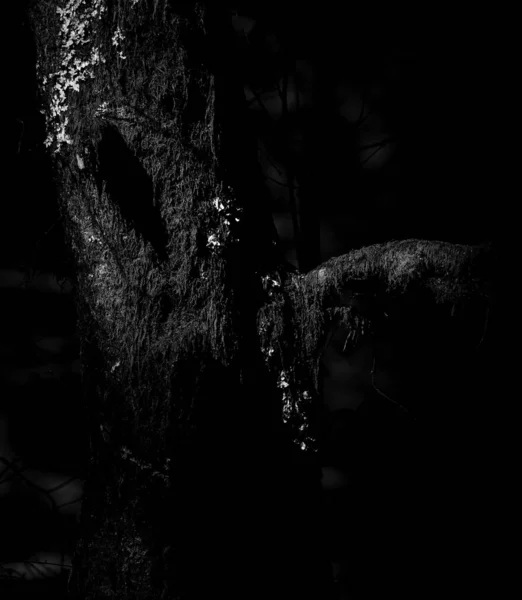 Witchcraft Face Close Shades Dark Forest Braga Portugal — Stock Photo, Image