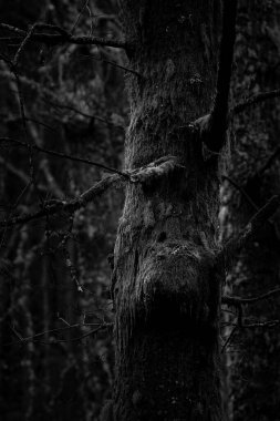 Büyücü yüzü, karanlık ormanın yakın plan gölgeleri, Braga, Portekiz.