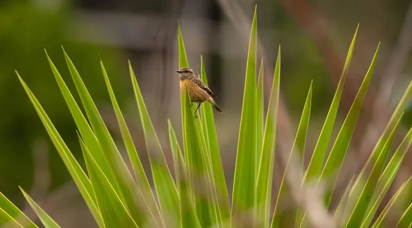 Saxicola Rubicola Cartaxo Comum Singvogelweibchen Braga Portugal — Stockfoto