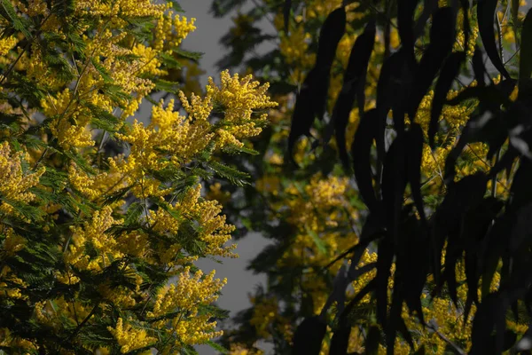 Acacia Dealbata Является Опасным Инвазивным Растением Связи Колонизаторским Потенциалом Представляет — стоковое фото