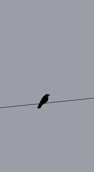 Crow Silhouette High Voltage Cable Povoa Lanhoso Portugal — Stock Photo, Image