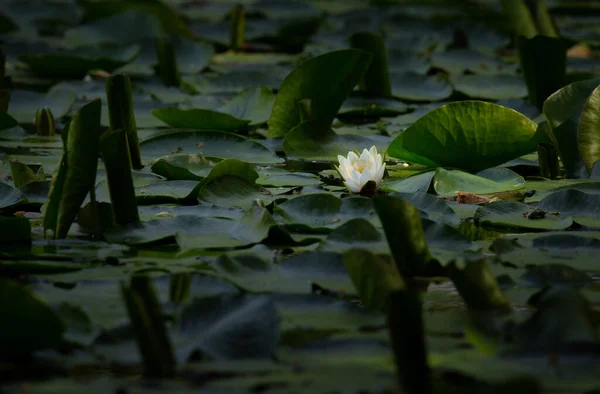 Nature Green Pattern Nymphaea Alba Lirio Agua Aquatic Flower Esposende — Foto Stock