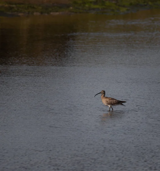 Numenius Arquata Macarico Real Bel Oiseau Eau Dans Estuaire Rivière — Photo