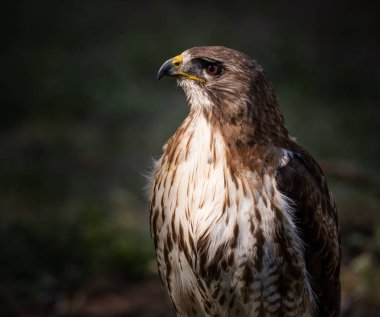 Yuvarlak Kanat Kartalı (Buteo buteo), ayrıca (Aguia de asa redonda) tarafından da bilinir, bu güzel yırtıcı kuş Portekiz 'in portresini yakından çek..