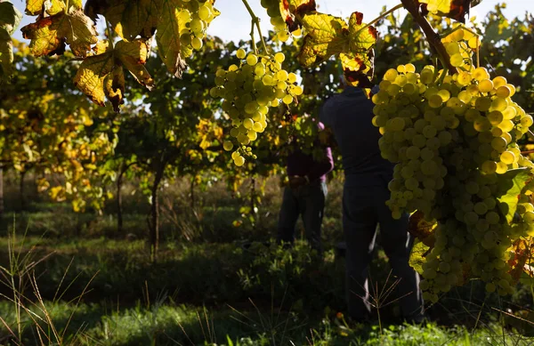Recoger Las Uvas Una Granja Viñedos Vino Verde Minho Portugal —  Fotos de Stock