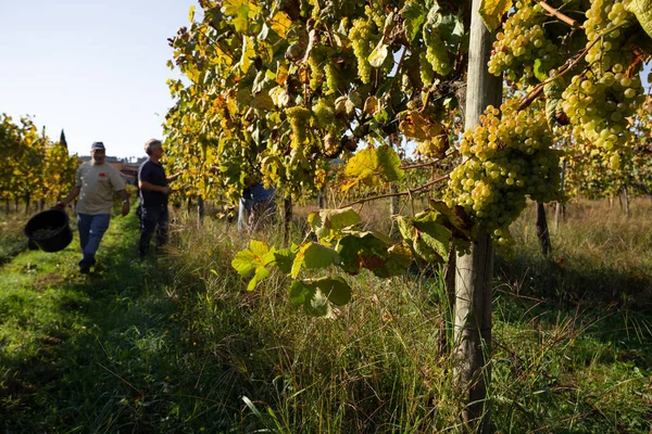 Raccolta Delle Uve Vigneto Vino Verde Minho Portogallo — Foto Stock