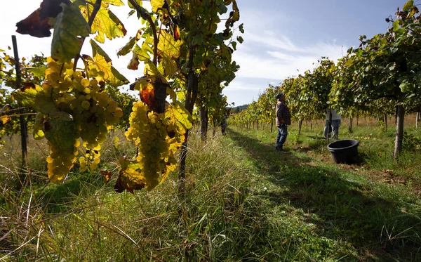 Picking Grapes Vineyard Farm Green Wine Minho Portugal — Stock Photo, Image