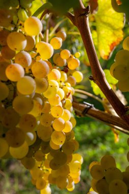Yeşil Şarap, Minho, Portekiz 'deki üzüm bağları çiftliğinden üzüm topluyorum..