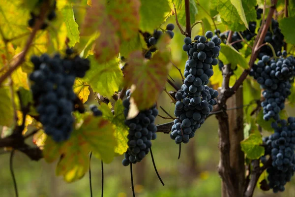 Rode Wijndruiven Van Dao Winery Viseu Portugal Stockfoto