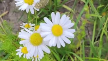 chamomile flowers in a field in summer .The wind sways the flowers