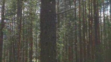 Kozalaklı ağaçların polenleri ormanda havada uçuşuyor.