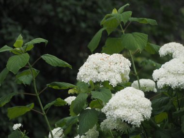 Beyaz yaz orman çiçekleri. Bu çiçekler ormanın kenarında yetişiyor..