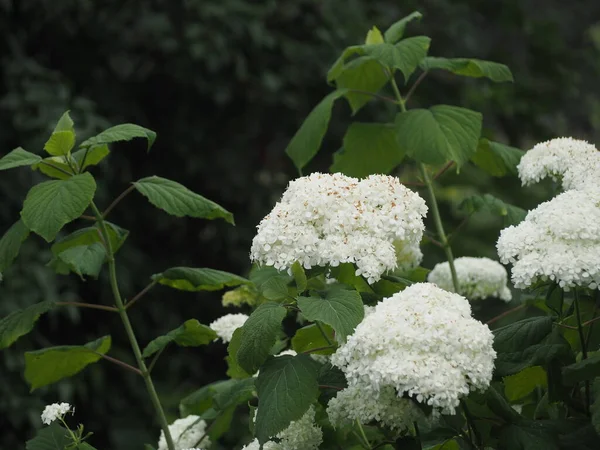 White Summer Wild Forest Flowers Flowers Grow Edge Forest — Stockfoto