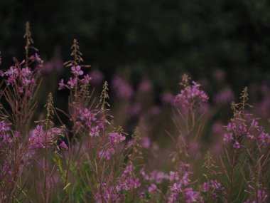 Çiçek açan İvan çayı yaprakların toplanması ve mayalanması için hazırdır. Ateş yosunu yapraklarının fermantasyonu. Eşsiz bitki ateş yosunu Angustifolia..
