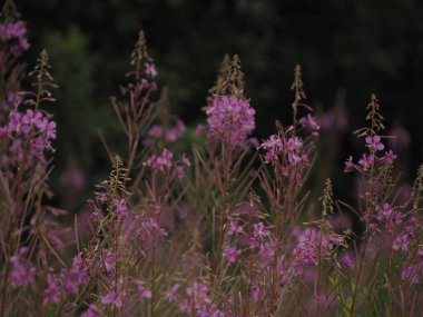 Çiçek açan İvan çayı yaprakların toplanması ve mayalanması için hazırdır. Ateş yosunu yapraklarının fermantasyonu. Eşsiz bitki ateş yosunu Angustifolia..