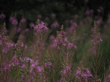 Yaprakları toplamak ve mayalamak için eşsiz bir ateş otu. Yüksek kaliteli fotoğraf. İvan çayı yaprakların toplanması ve mayalanması için hazır. Ateş yosunu yapraklarının fermantasyonu.