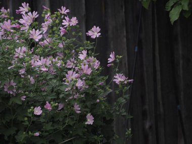 Violet Narin Kasımpatı. Köyde mor kasımpatı çiçekleri.