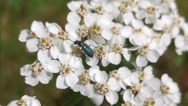 White Wild Flower Beautiful Beetle Blue Beautiful Beetle — Wideo stockowe