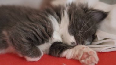 Uyuyan gri Maine Rakun kedisi. Kedi yavrusu yatakta uyuyor.