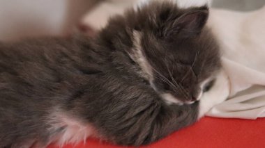 Uyuyan gri Maine Rakun kedisi. Kedi yavrusu yatakta uyuyor.