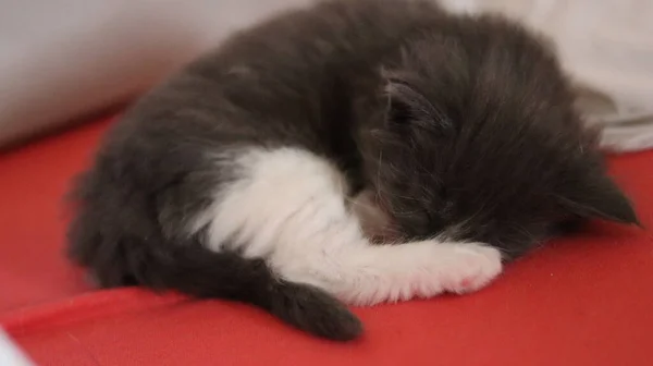 Sleeping Gray Maine Coon Kitten Kitten Sleeping Bed — стоковое фото