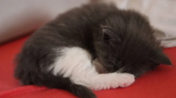 Sleeping Gray Maine Coon Kitten Kitten Sleeping Bed — стоковое фото