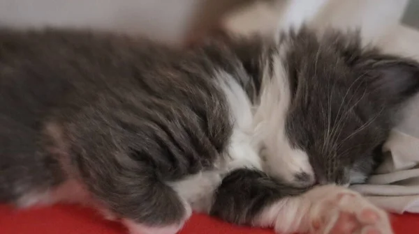Sleeping Gray Maine Coon Kitten Kitten Sleeping Bed — ストック写真