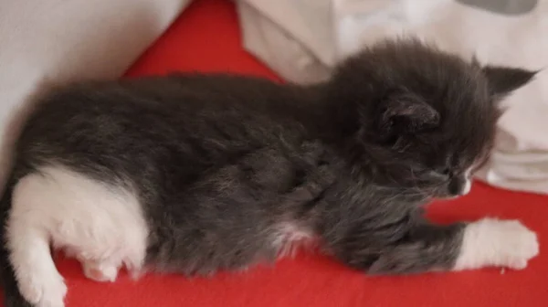 Sleeping Gray Maine Coon Kitten Kitten Sleeping Bed — Fotografie, imagine de stoc