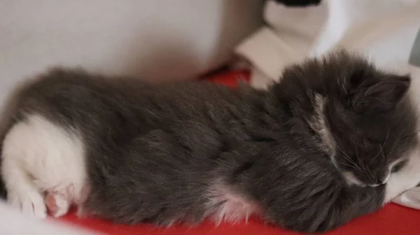 Sleeping Gray Maine Coon Kitten Kitten Sleeping Bed — стоковое фото