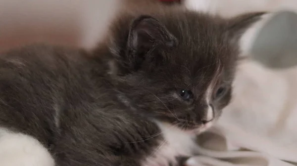 Little Gray Maine Coon Kitten Kitten Sleeping Bed — стоковое фото