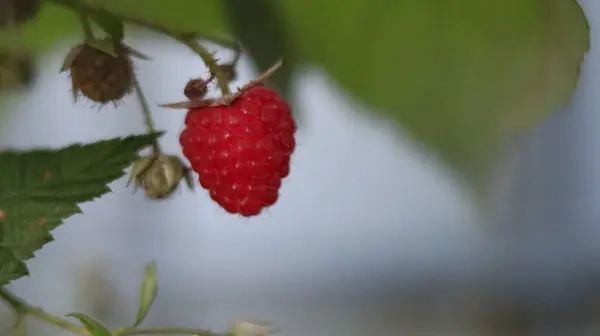 Berrberry Raspberry Beckoned Itself Berry Raspberry Summer Called Visit How — Stockfoto