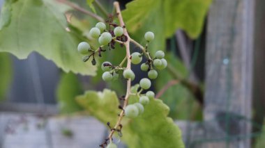 Sarmaşıkta olgunlaşan yeşil üzümler. Küçük üzüm demetleri.