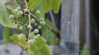 Sarmaşıkta olgunlaşan yeşil üzümler. Küçük üzüm demetleri.