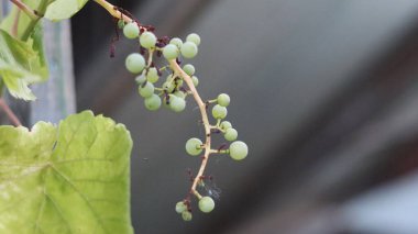 Sarmaşıkta olgunlaşan yeşil üzümler. Küçük üzüm demetleri.