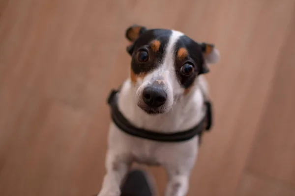 Köpek oturma odasında oturuyor.