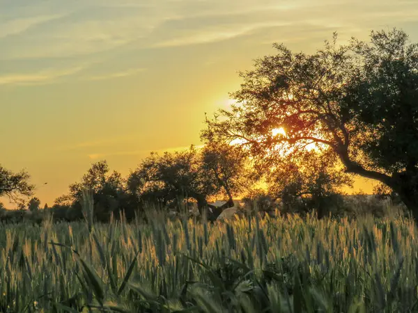 Zeytin korusunda gün batımı