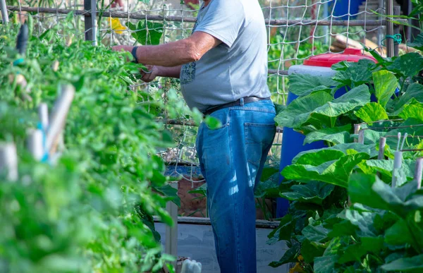 Bahçedeki bitkilerle çalışan çiftçi
