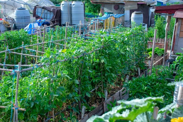 Yeşil çimenli sera, bitkiler ve çiçekler, kapatın
