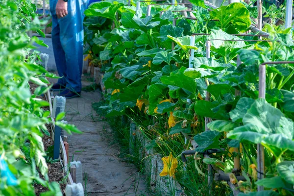 Bahçede yetişen yeşil bitkiler