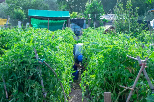 Yeşil bitki ve sebze kesen çiftçi