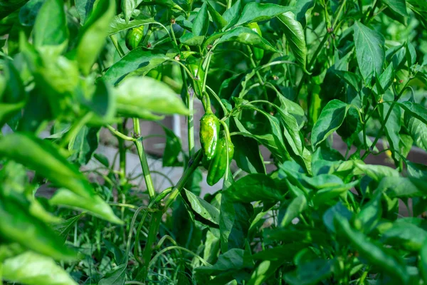 yeşil yapraklar ve yerde taze sebzeler.